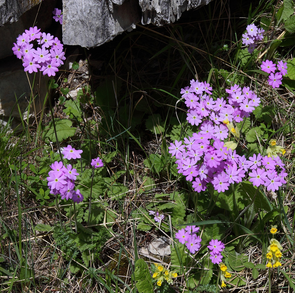 Image of Primula cortusoides specimen.