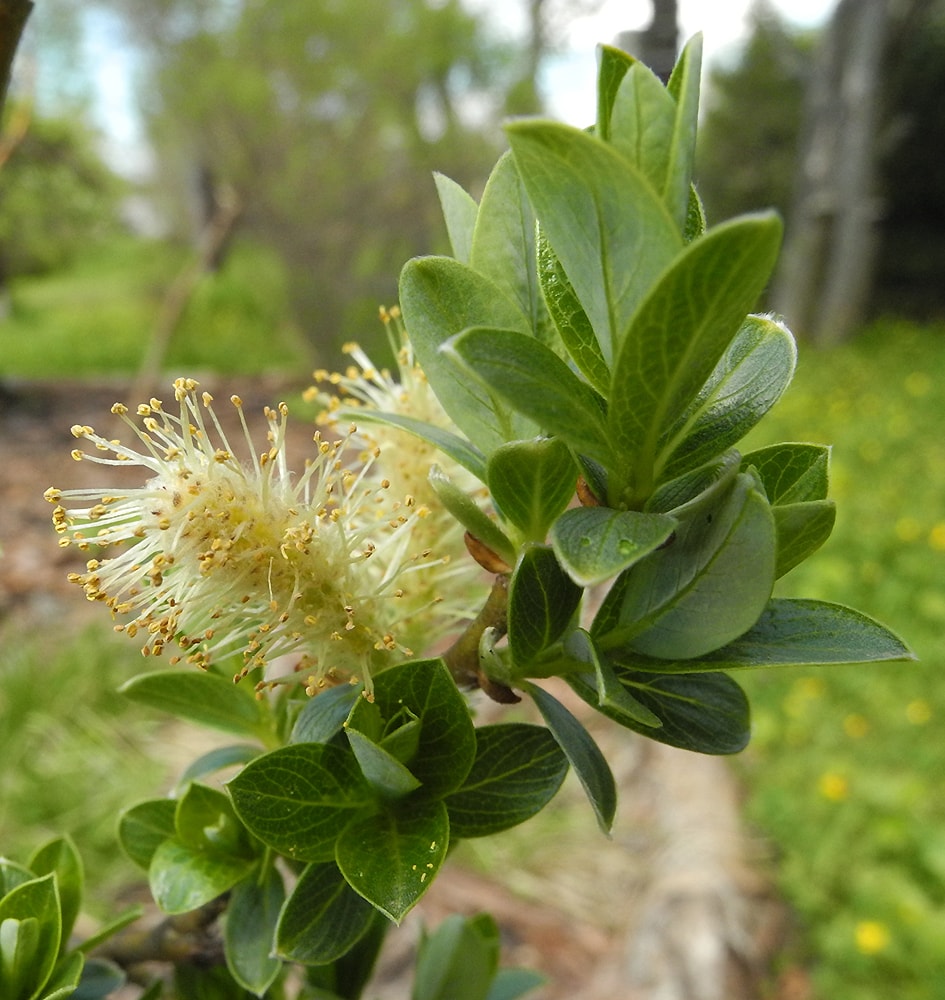 Изображение особи Salix rhaetica.