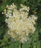 Filipendula vulgaris. Соцветие. Ростовская обл., Неклиновский р-н, Фёдоровское с/п, дол. р. Сухой Еланчик, луг на склоне. 29.05.2017.