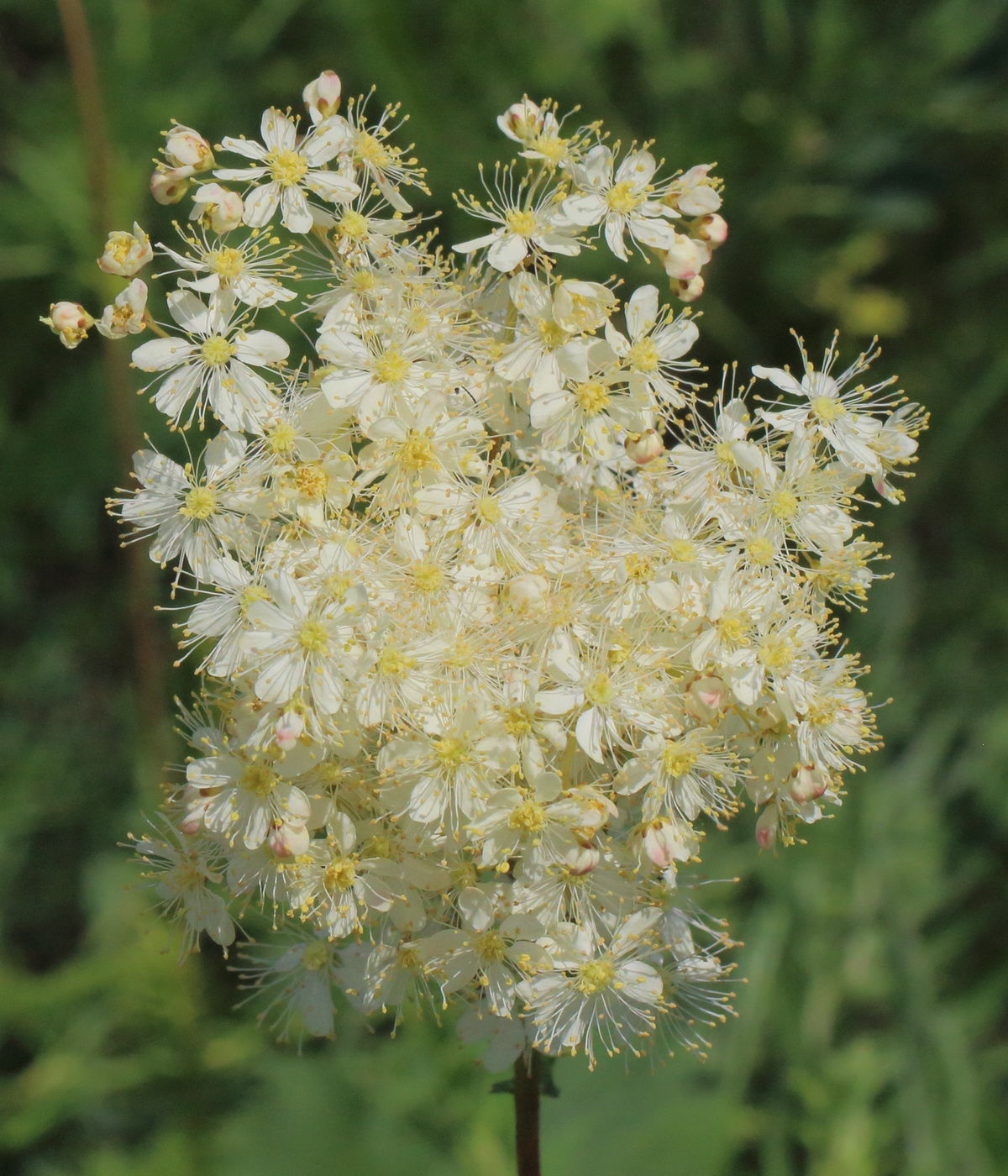 Image of Filipendula vulgaris specimen.