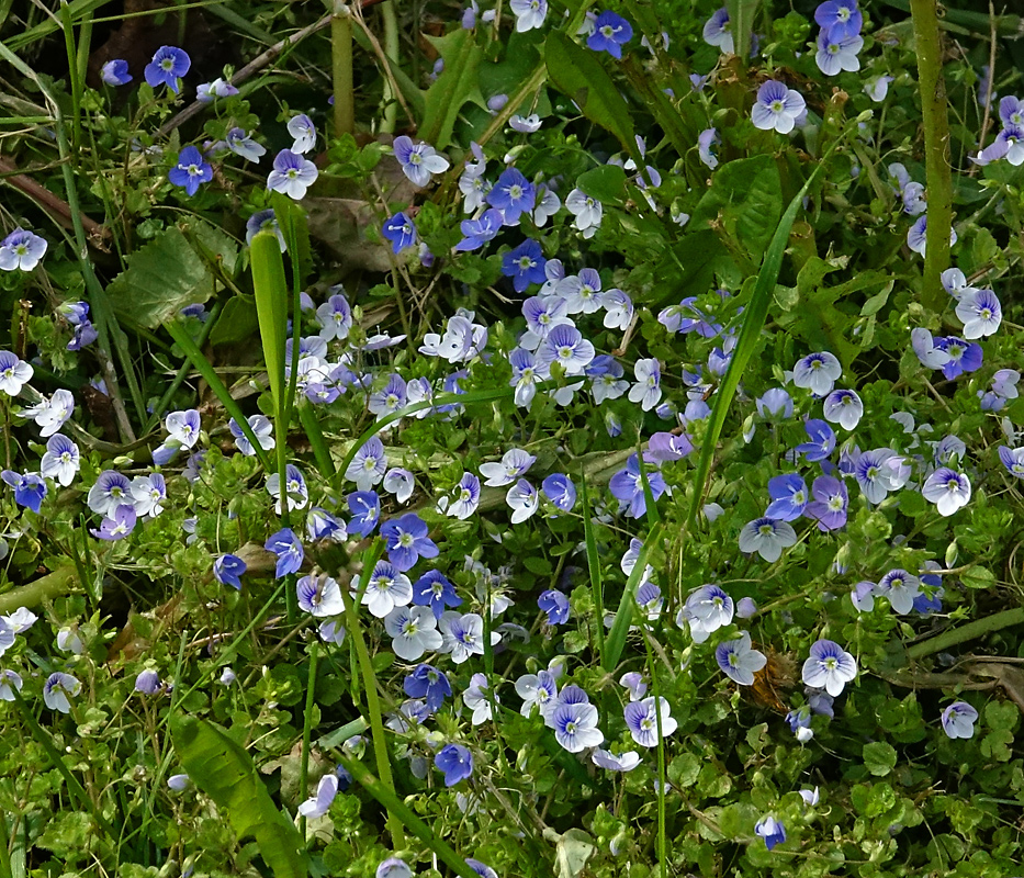 Изображение особи Veronica filiformis.