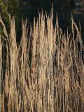 Calamagrostis epigeios. Плодоносящие растения. Ленинградская обл., Всеволожский р-н, окр. пос. Мурино, ж.-д. ст. Девяткино. 10.10.2009.