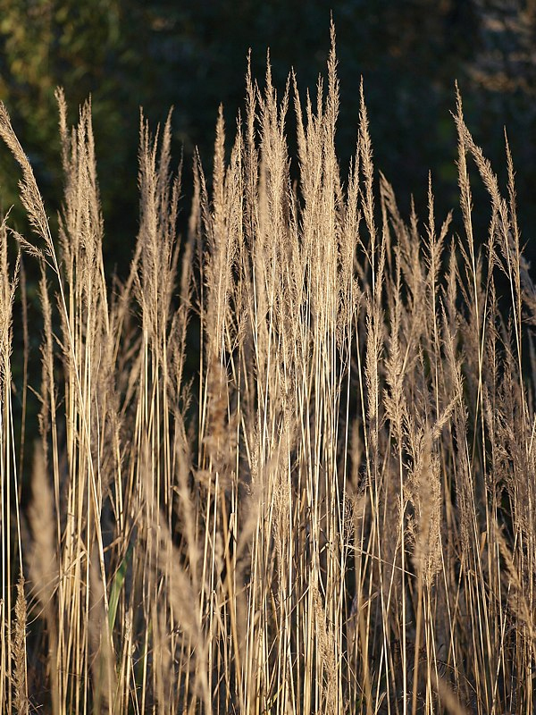 Изображение особи Calamagrostis epigeios.