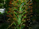 Eremurus hissaricus