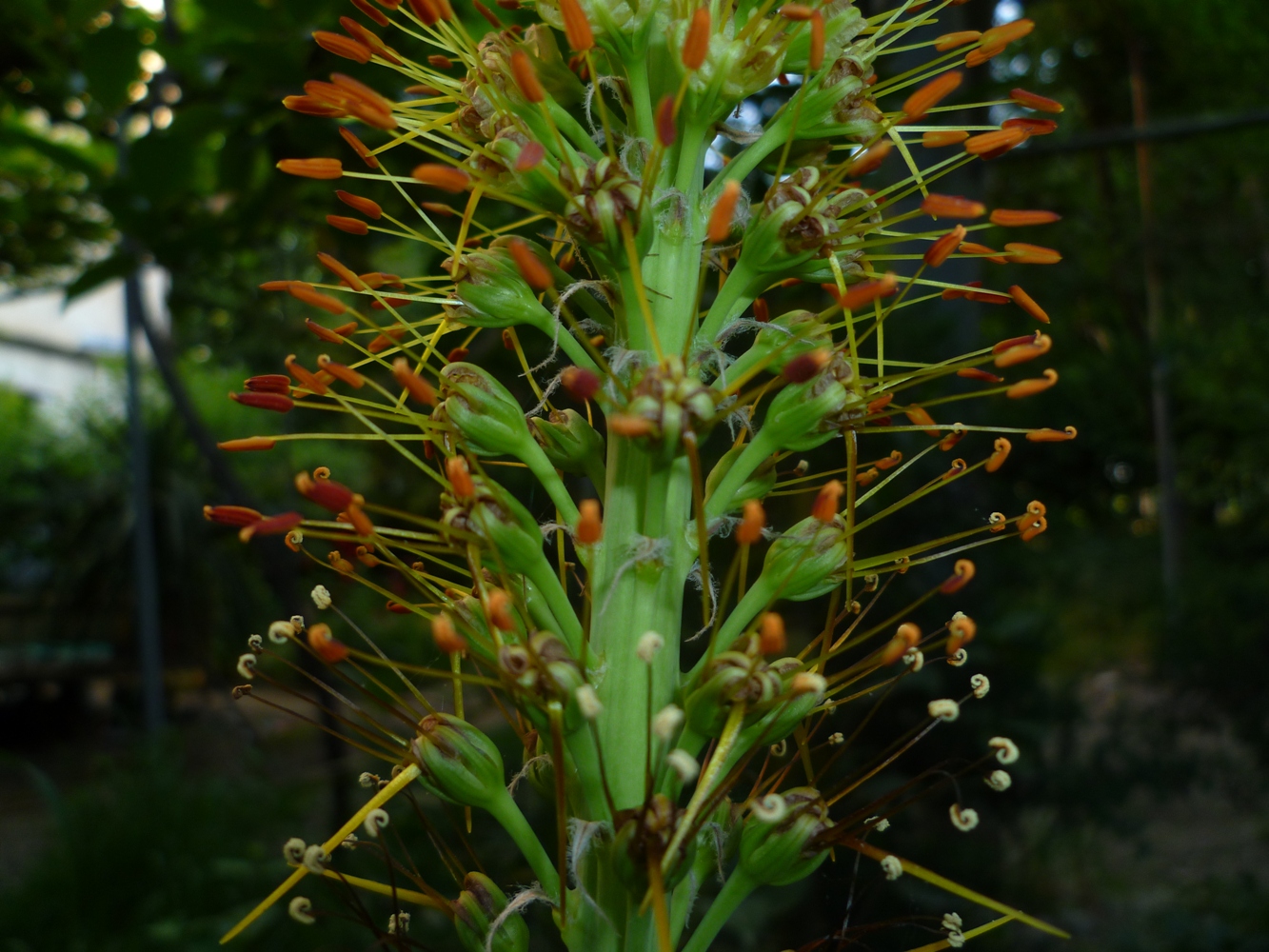 Изображение особи Eremurus hissaricus.