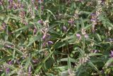 Phlomis pungens