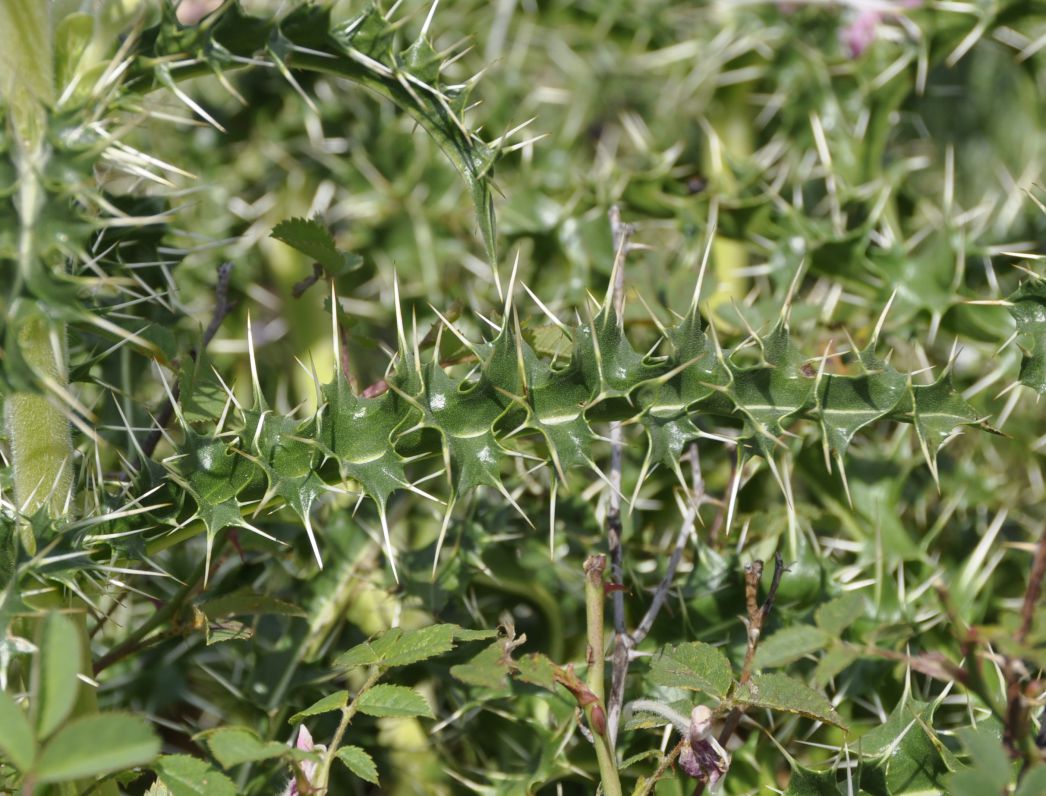 Image of Morina persica specimen.