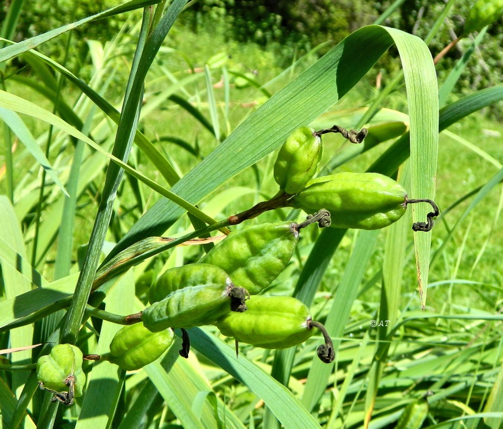 Image of Iris setosa specimen.