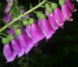 Digitalis purpurea
