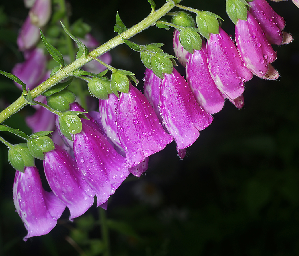 Изображение особи Digitalis purpurea.