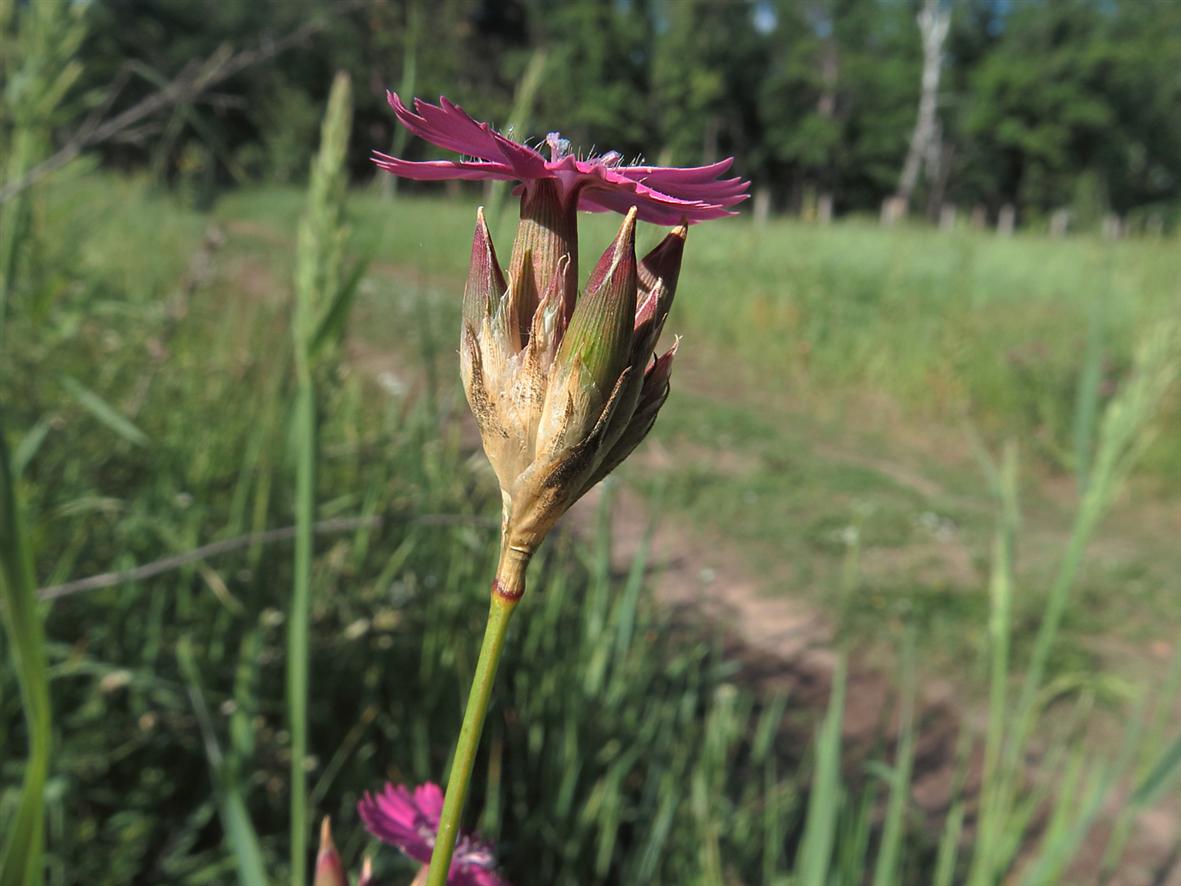 Image of Dianthus borbasii specimen.