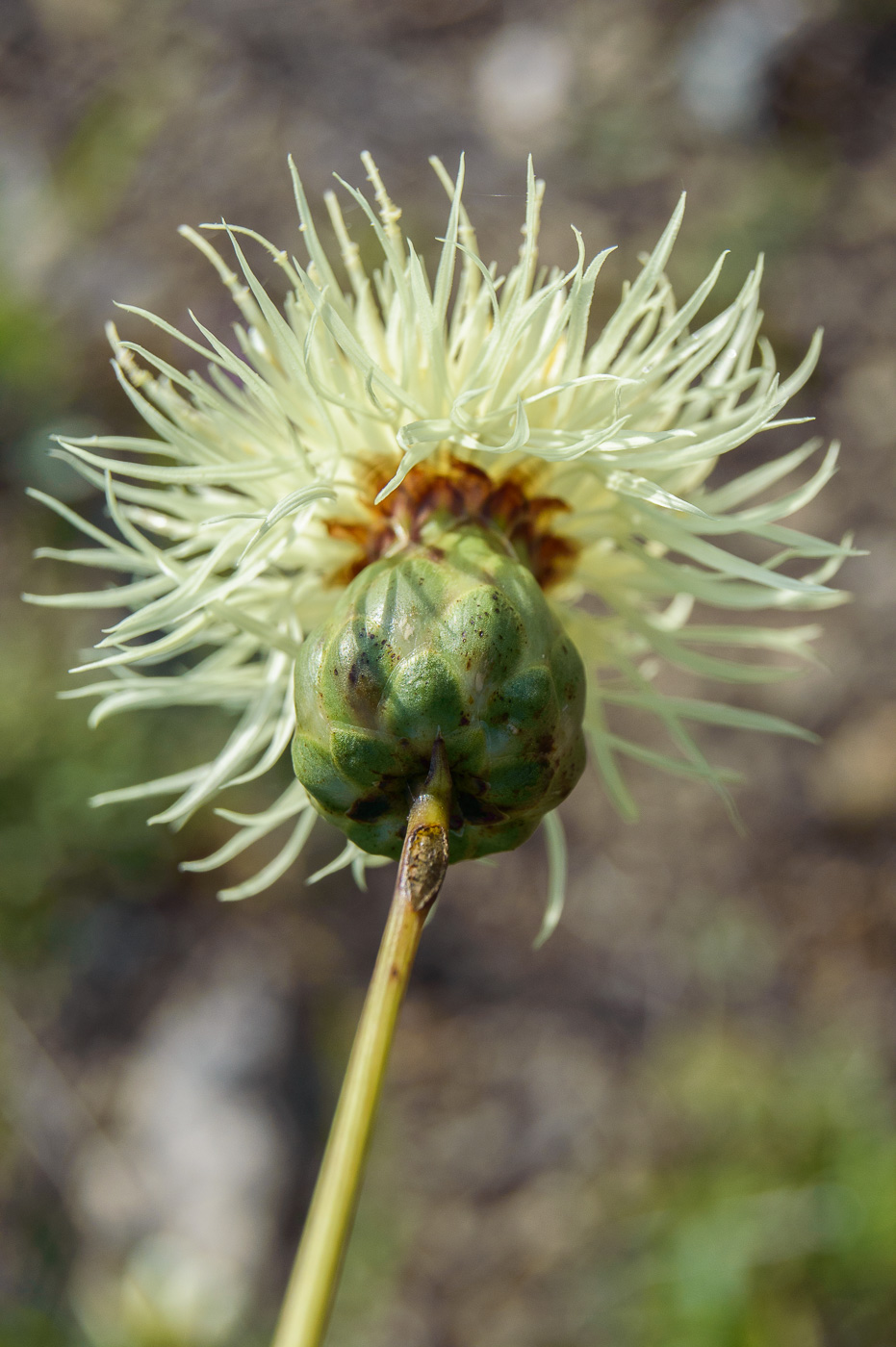 Image of Rhaponticoides ruthenica specimen.