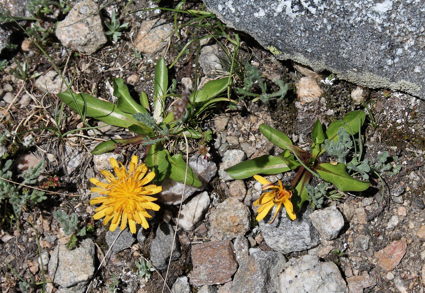 Изображение особи род Taraxacum.