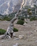 Juniperus seravschanica. Взрослое дерево. Таджикистан, Фанские горы, ущелье Куликалон, ≈ 2700 м н.у.м., сухой склон. 04.08.2017.