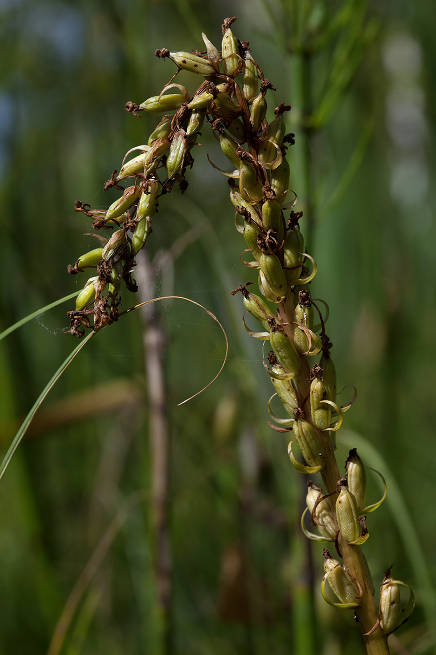 Изображение особи Gymnadenia conopsea.