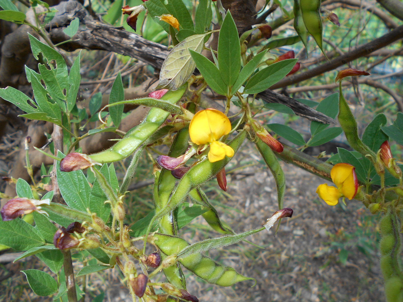 Image of Cajanus cajan specimen.