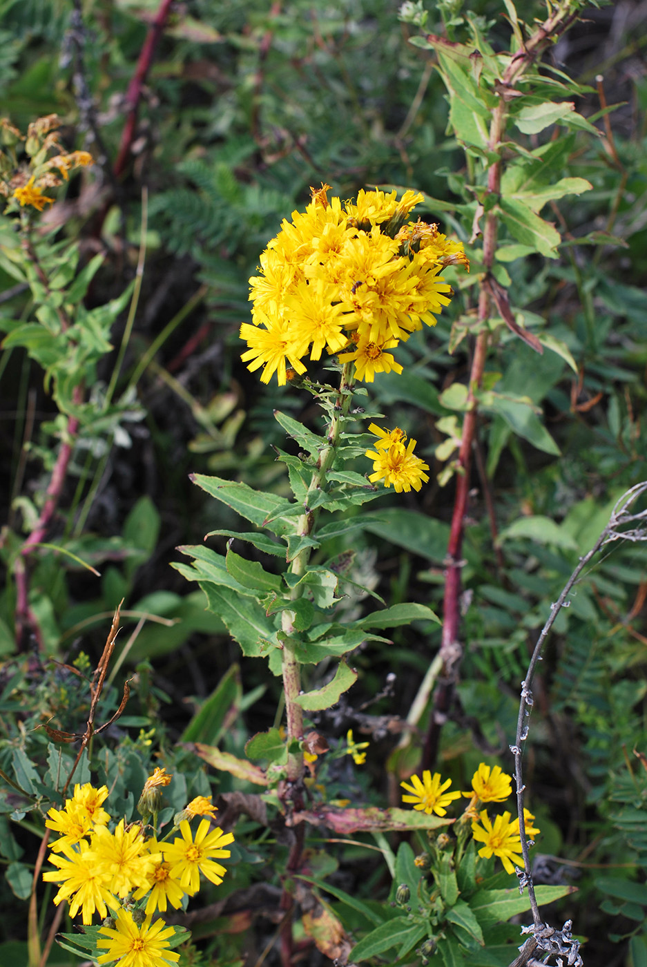 Изображение особи Hieracium robustum.