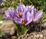 Crocus sativus. Куртина цветущих растений. Краснодарский край, г. Усть-Лабинск, в культуре (голландский материал) на приусадебном участке. 21.10.2017.