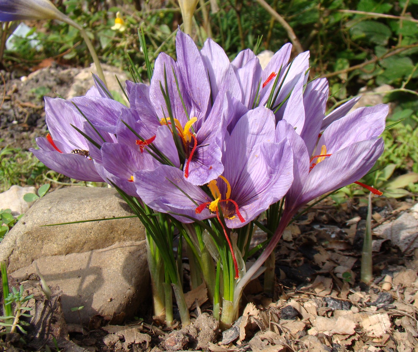 Изображение особи Crocus sativus.