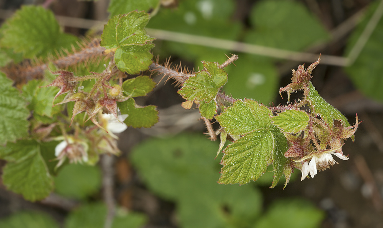 Изображение особи Rubus matsumuranus.