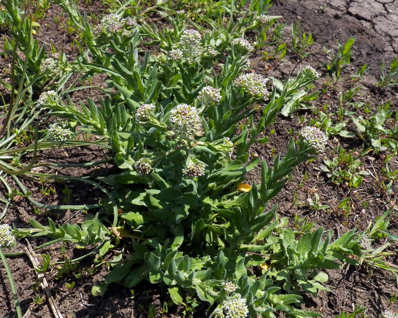 Изображение особи Lepidium campestre.