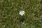 Taraxacum leucanthum