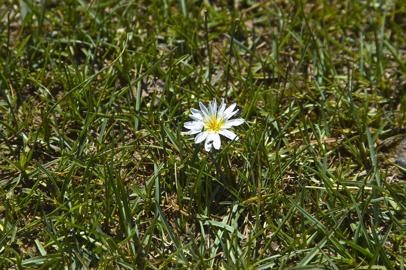 Изображение особи Taraxacum leucanthum.