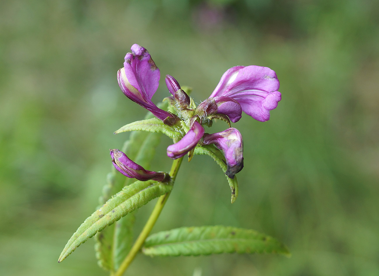 Изображение особи Pedicularis resupinata.