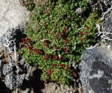 Diapensia obovata. Плодоносящее растение. Чукотка, побережье бухты Провидения, кустарничково-лишайниковая тундра. 25.07.2014.