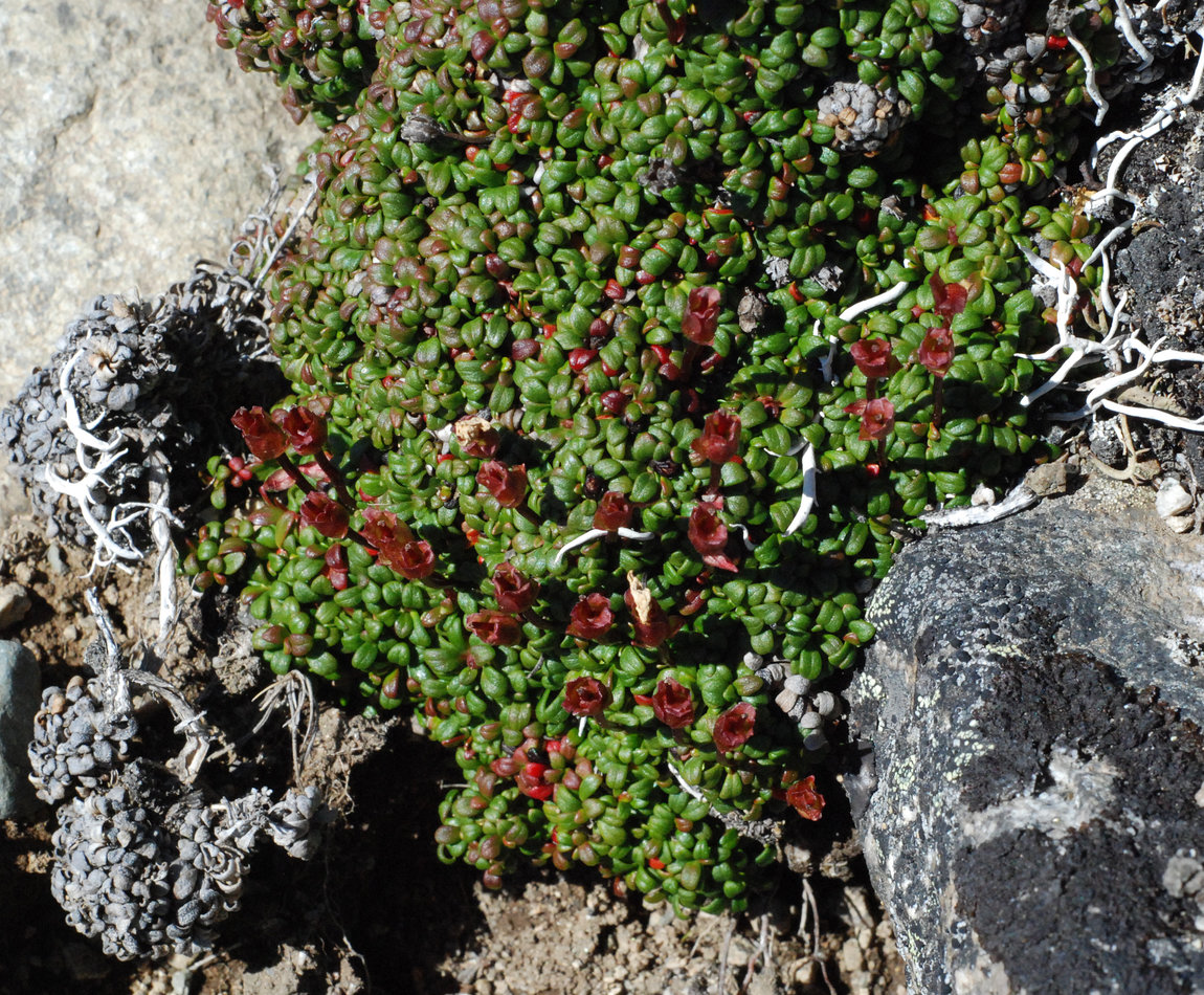 Image of Diapensia obovata specimen.