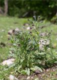 Cynoglossum officinale