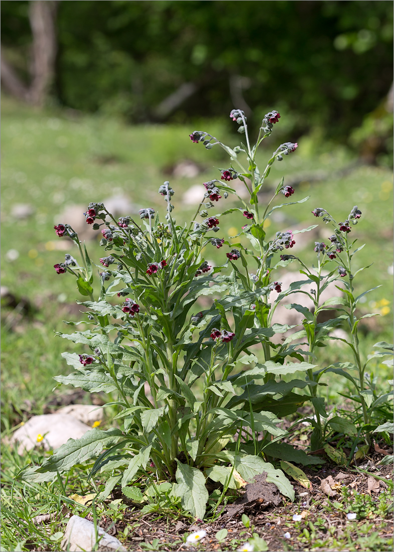 Изображение особи Cynoglossum officinale.