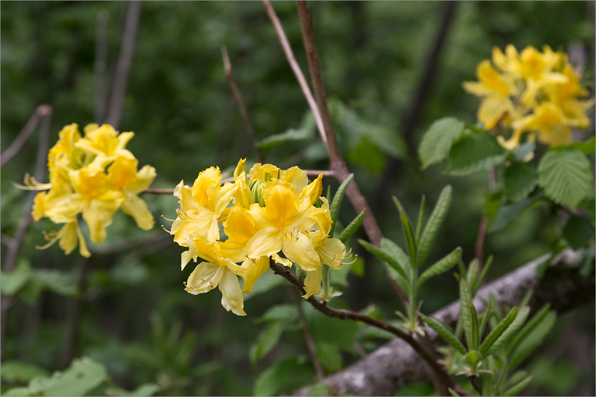 Изображение особи Rhododendron luteum.