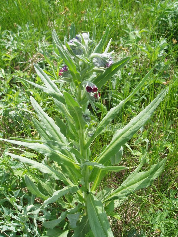 Изображение особи Cynoglossum officinale.