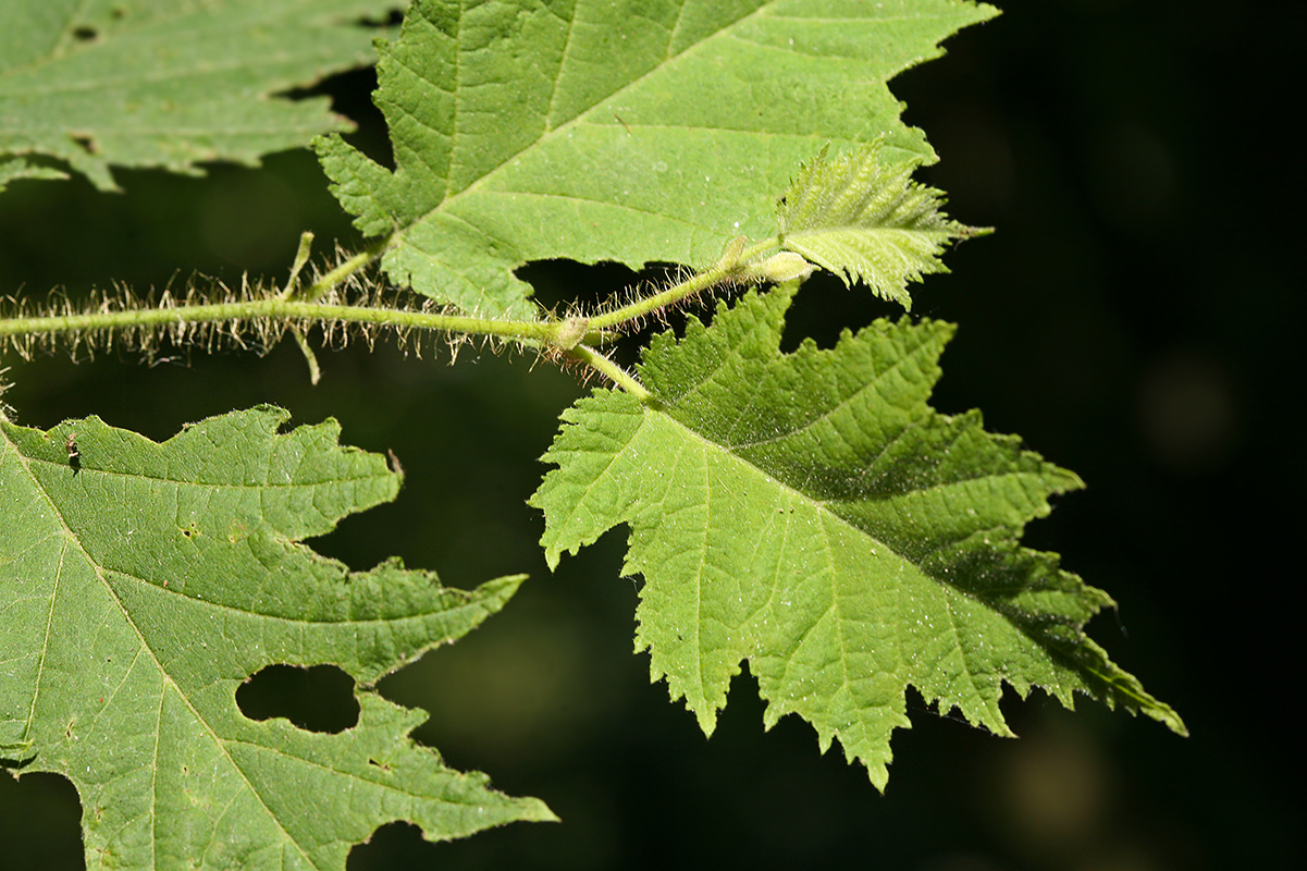 Image of Corylus avellana specimen.