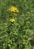 Hypericum maculatum