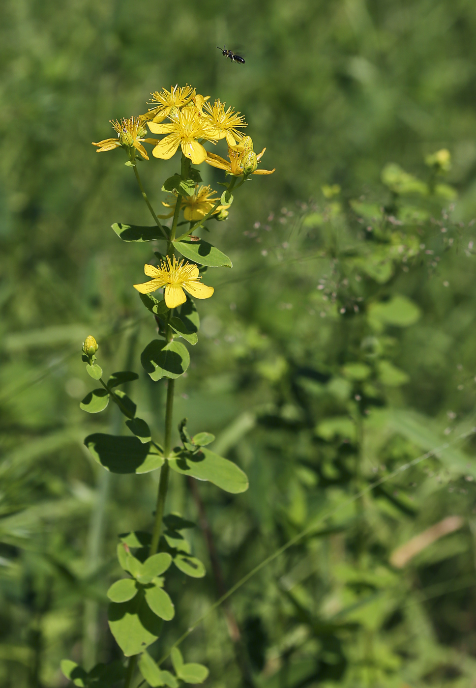 Image of Hypericum maculatum specimen.
