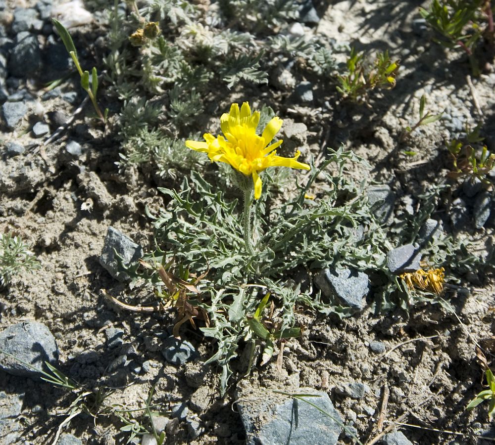 Image of Crepis crocea specimen.