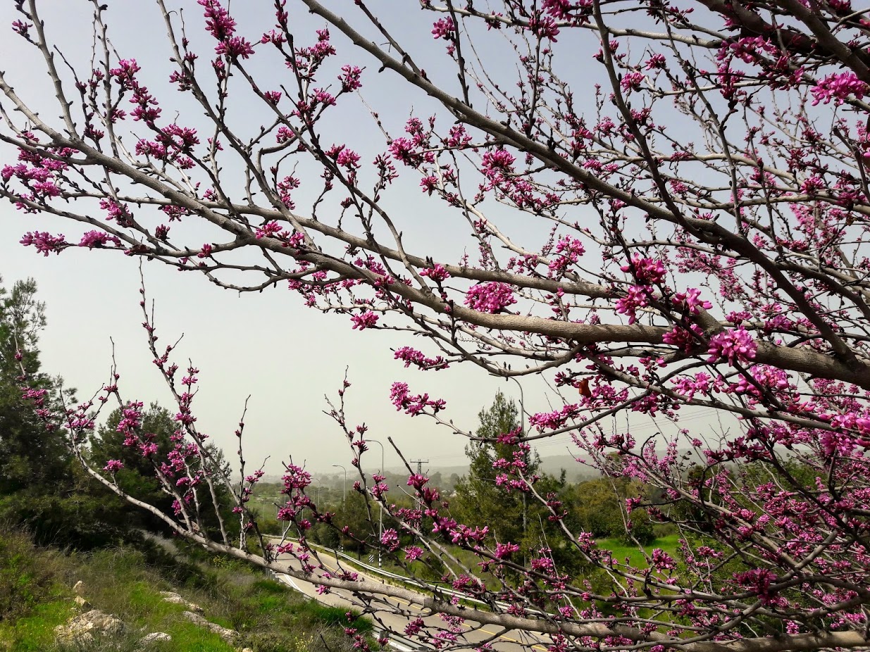 Изображение особи Cercis siliquastrum.