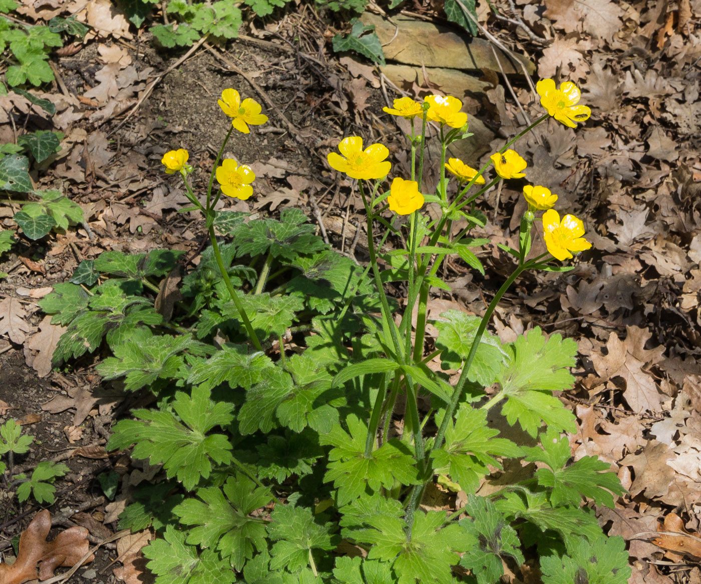 Изображение особи Ranunculus constantinopolitanus.