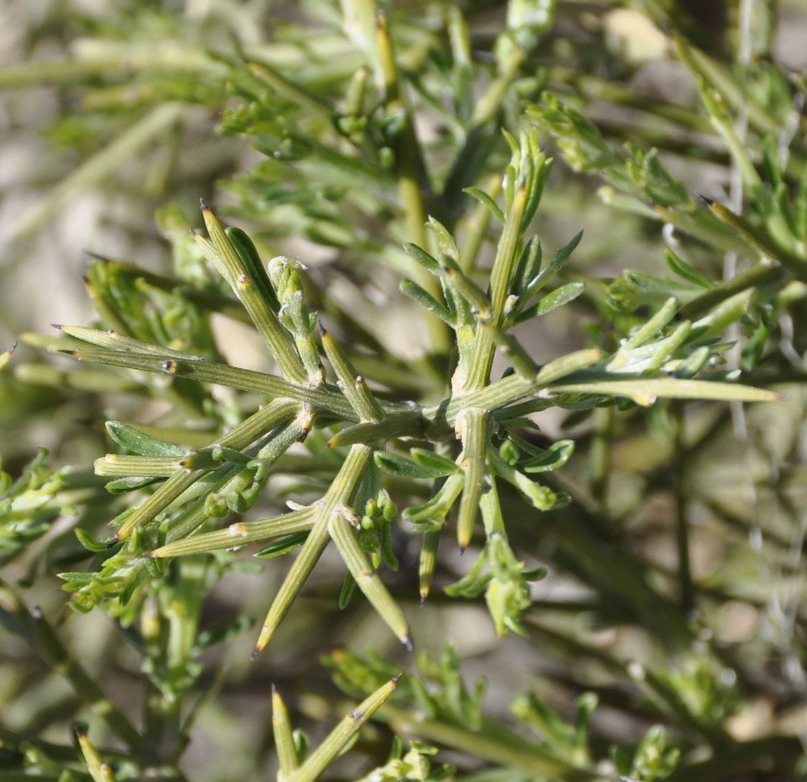 Image of Genista acanthoclada specimen.