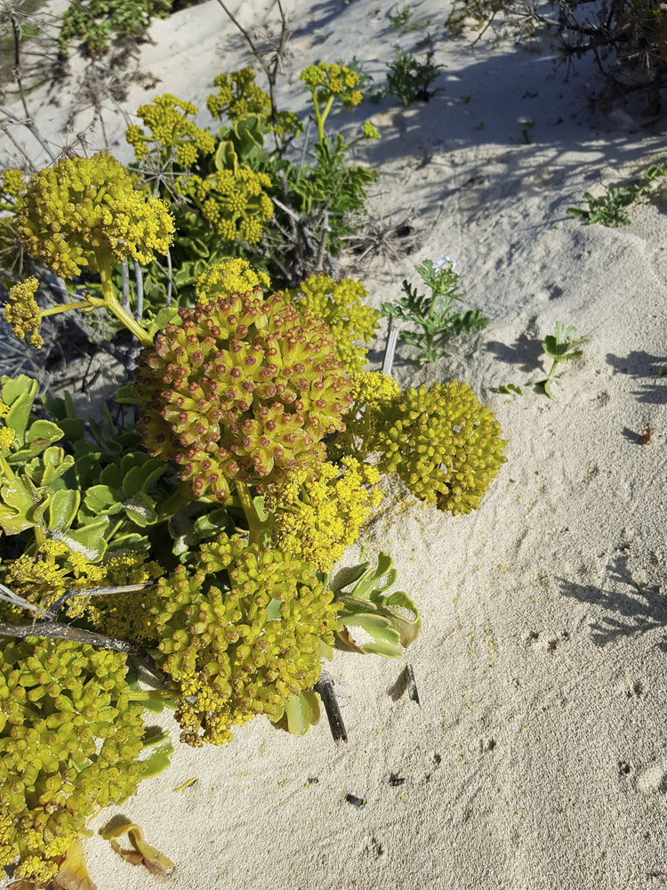 Изображение особи Astydamia latifolia.