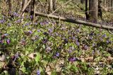 Pulmonaria obscura. Аспект цветущей медуницы в широколиственном лесу. Санкт-Петербург, Дудергофские высоты. 03.05.2010.