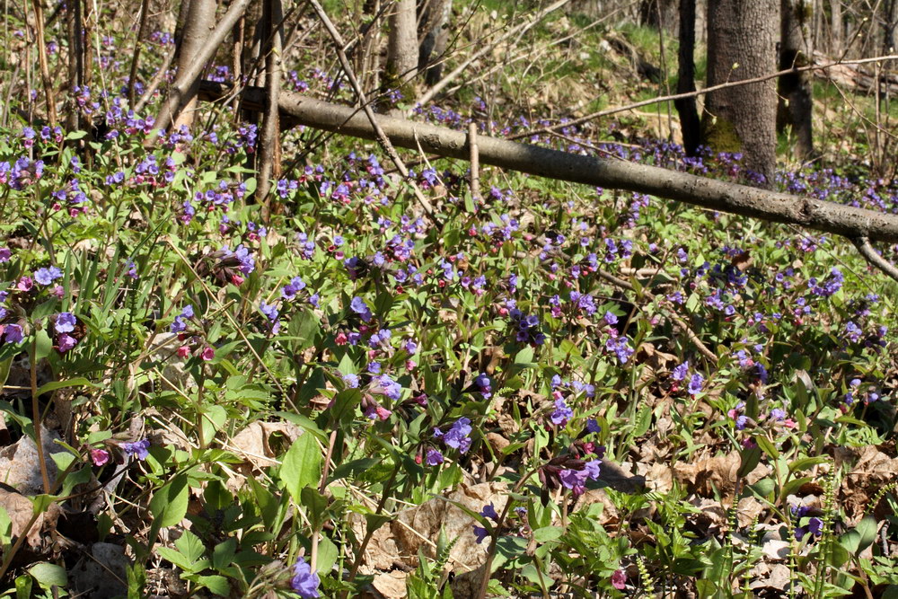 Изображение особи Pulmonaria obscura.