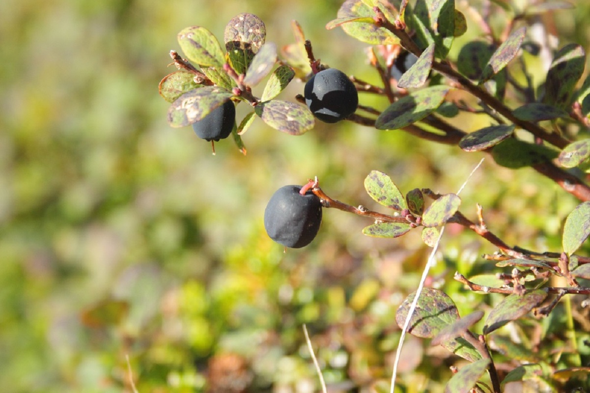 Изображение особи Vaccinium uliginosum ssp. microphyllum.