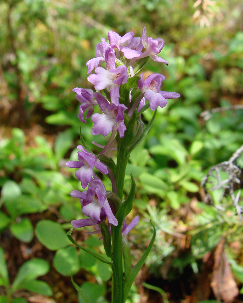 Изображение особи Gymnadenia conopsea.