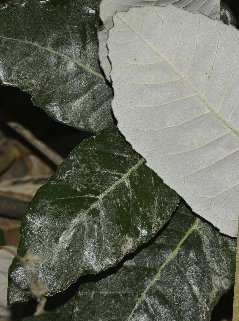 Изображение особи Brachylaena discolor.