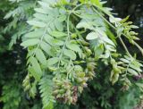 Gleditsia triacanthos. Листья с преобразованными в галлы листочками. Краснодарский край, Тихорецкий р-н, пос. Мирный, обочина дороги. 20.05.2018.