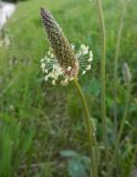 Plantago lanceolata. Соцветие. Москва, Кусково, берег Б. Кусковского пруда, сорное на газоне. 16.06.2015.