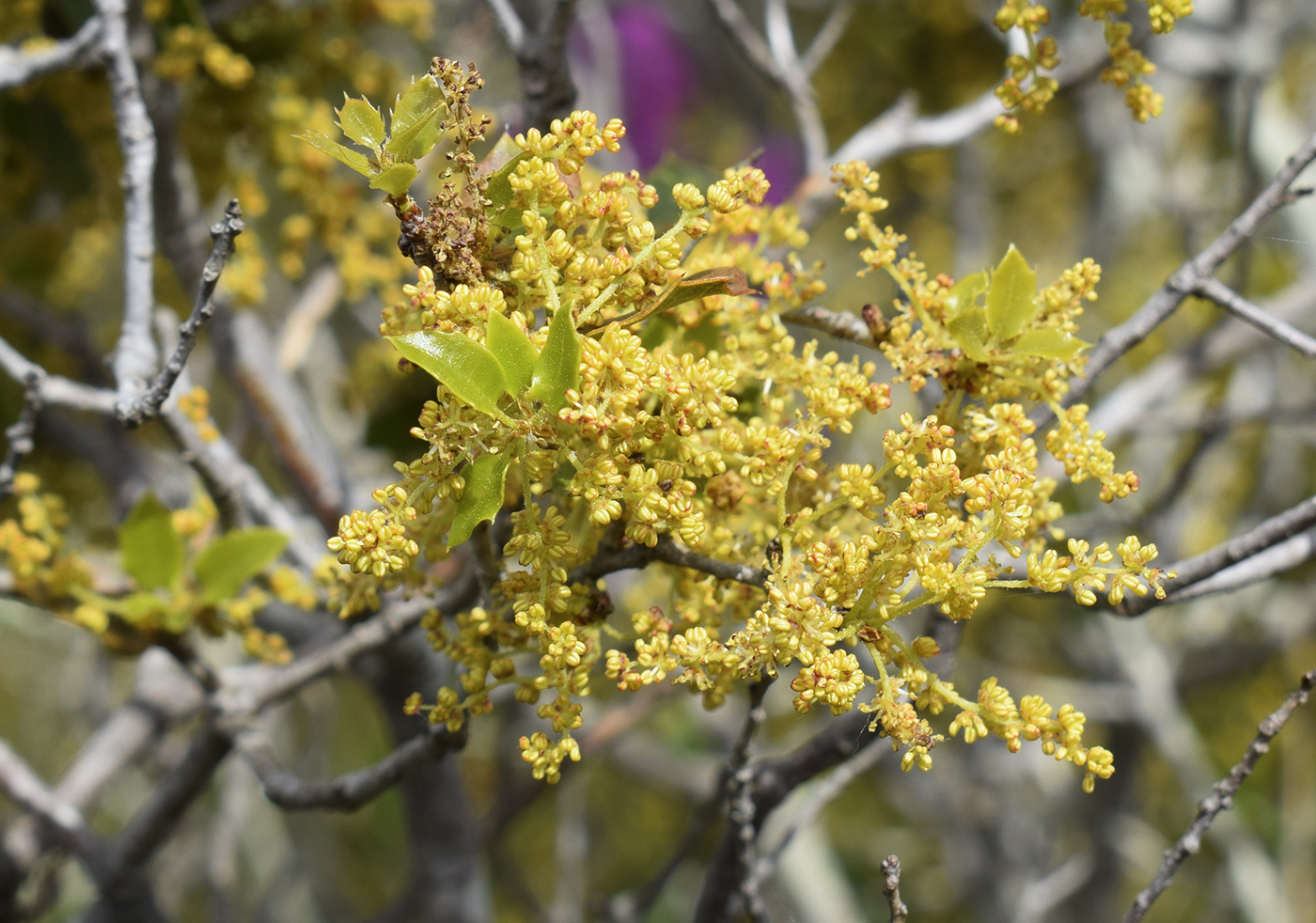 Изображение особи Quercus coccifera.